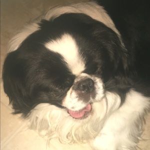 Meet your Posher, Joey